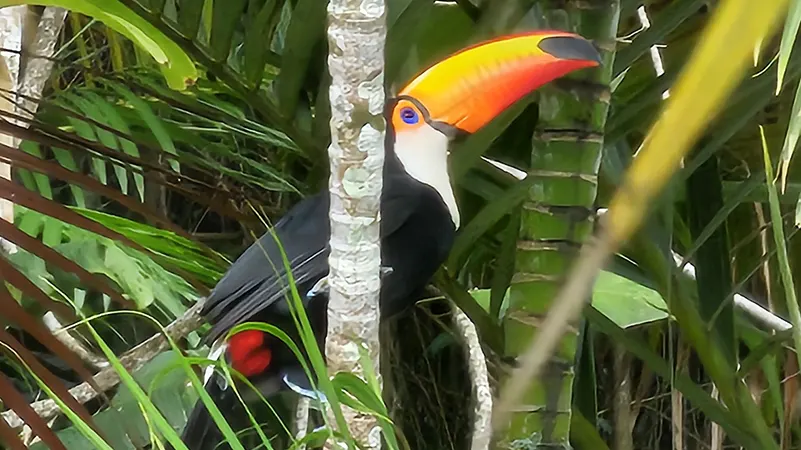 Semana Bird Week 2025 